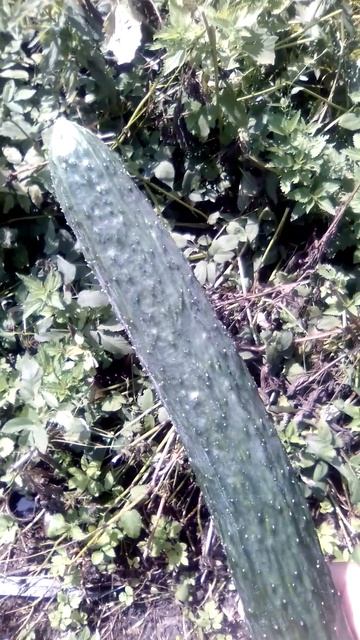 #zoom Огурец Молодец. смотреть онлайн