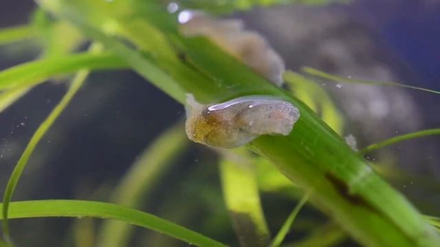 Window on the Heart of Bubble Shell Snails смотреть онлайн