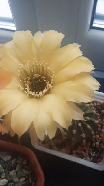 Апрель эхинопсисы смотреть онлайн