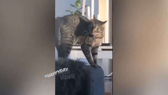 Я РЖАЛ ЦЕЛЫЙ ЧАС😹КОШКИ 2021 ЛУЧШИЕ ПРИКОЛЫ / СМЕШНЫЕ ЖИВОТНЫЕ ЗА ВЕСЬ ЯНВАРЬ 2021😹 ТЕСТ НА ПСИХИКУ смотреть онлайн