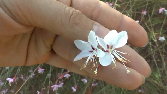 Gaura - grow and care (Beeblossom Easy to grow) смотреть онлайн