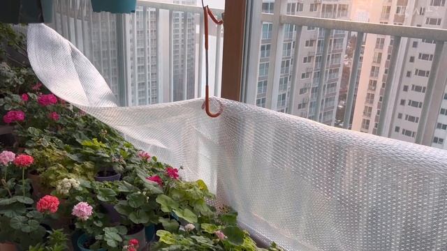 제라늄겨울준비하기/페리고늄시골가면일케됩니다/삽목이통소개합니다/특별한선물 смотреть онлайн