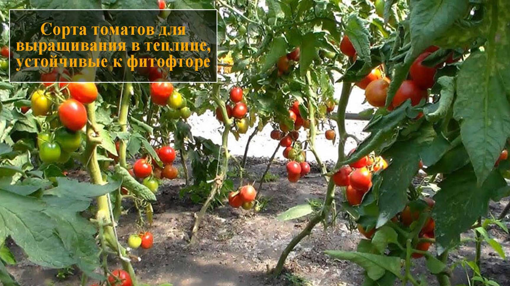 Сорта томатов для выращивания в теплице, устойчивые к фитофторе смотреть онлайн