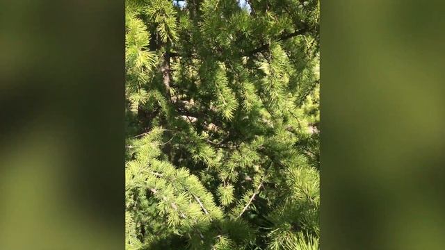 Яблоневый сад смотреть онлайн