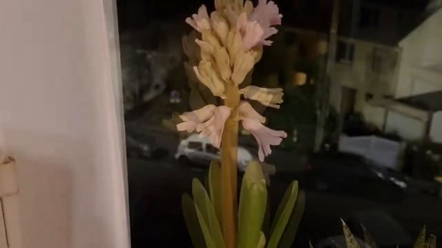 Fleur de Jacinthe смотреть онлайн