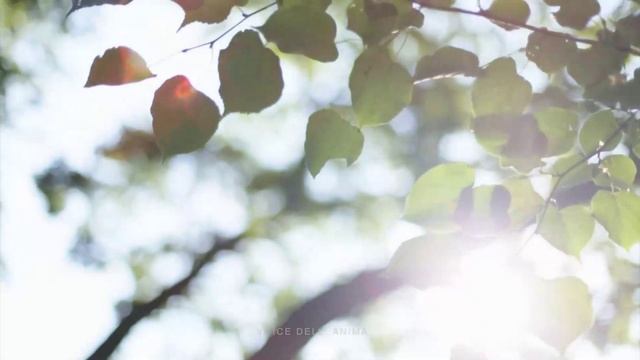 Красивая Музыка Индейская Флейта  - Высвобождает Мелатонин и Токсин, Устраняет Негативную Энергию