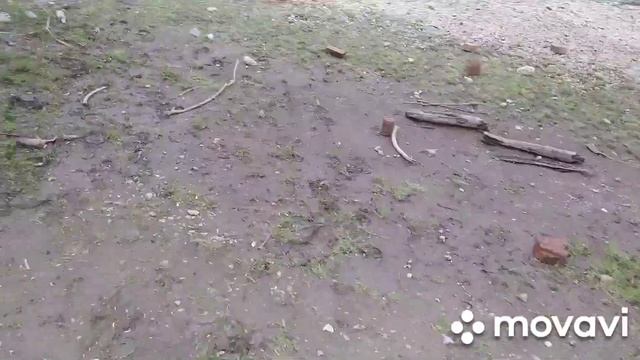 Влог Мать-и-мачеха для улиток. Занимаемся спортом. смотреть онлайн