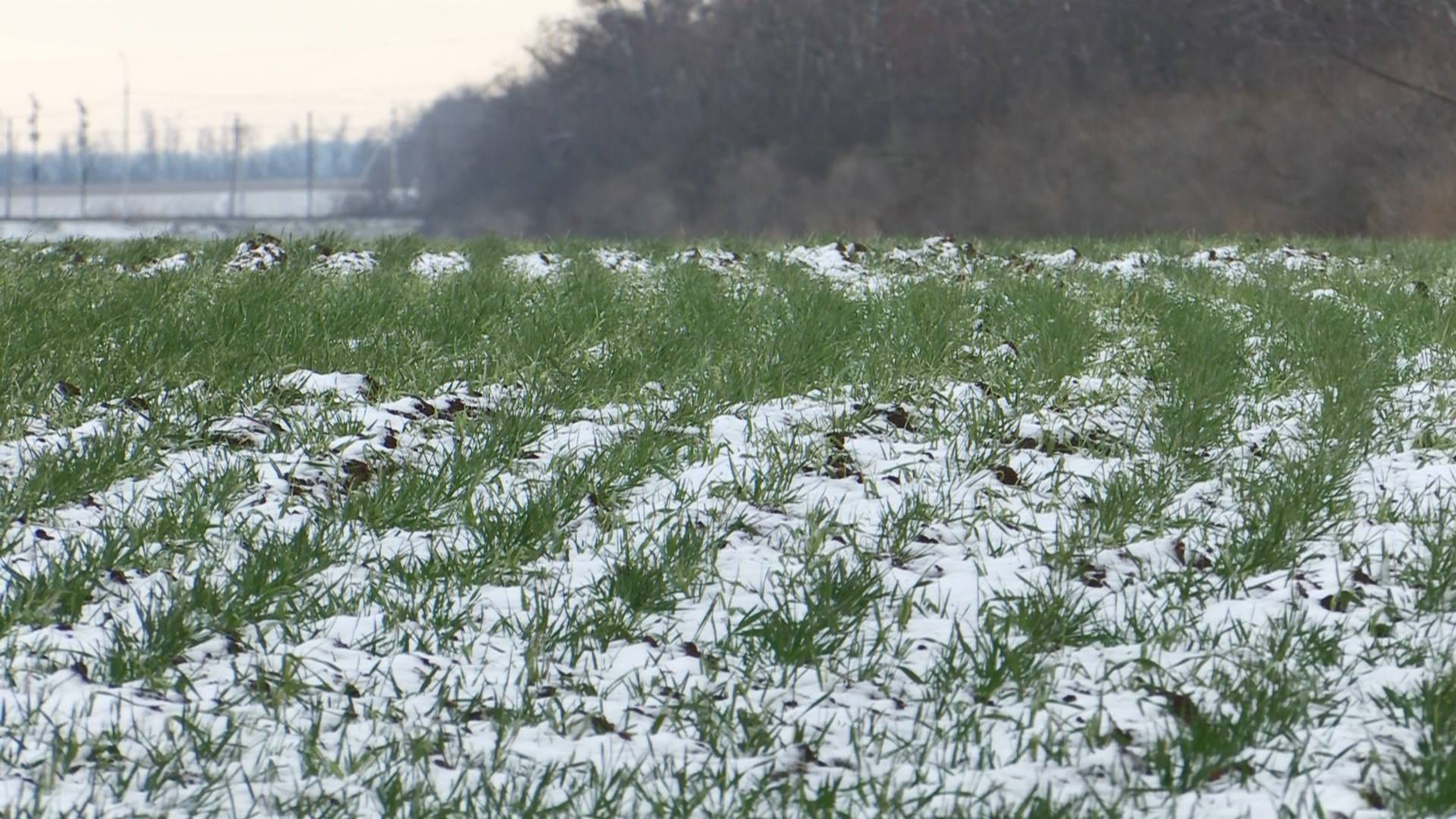 СТАНИЦА 14.02.2025 Состояние озимых в Ростовской области
