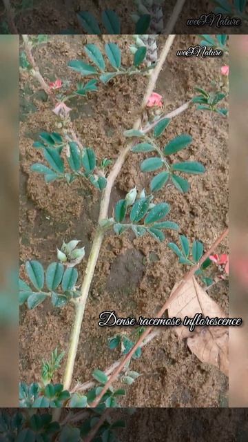 Plant for herbarium_7 @wenature6640 _(Indigofera linnaei) смотреть онлайн