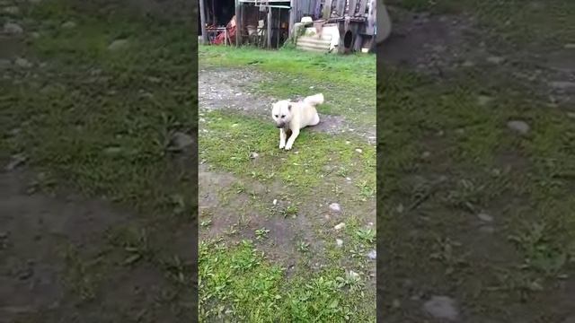 Ёжик в гостях у Барбоса смотреть онлайн
