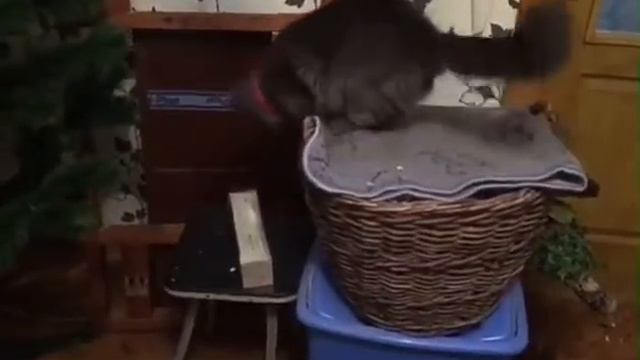 Кошка разбрасывает чеснок смотреть онлайн