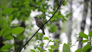 Ты не пой соловей возле кельи моей. Максим Трошин.