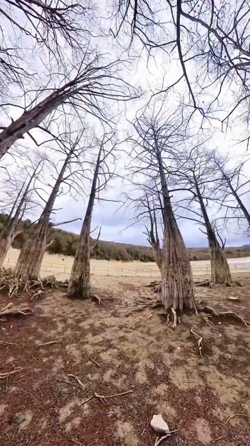 #Туристы #природа Болотные кипарисы по прежнему без воды. смотреть онлайн