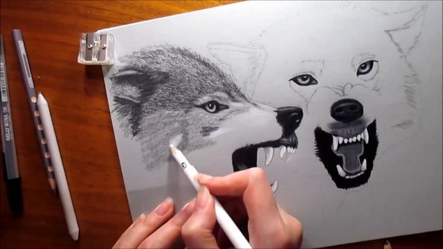 Pencil Drawing: Two Growling Wolves - Speed Draw | Jasmina Susak смотреть онлайн