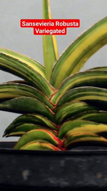 Beautiful Leaves ❣️ Sansevieria Robusta Variegated #sansevieria #sansevieriaplant #snakeplant смотреть онлайн