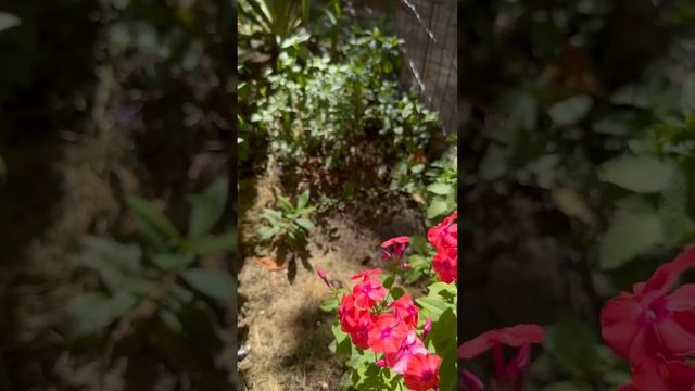 Я имею наконец флокс который давно хотела посадить и он уже цветет/ Orange Perfection смотреть онлайн