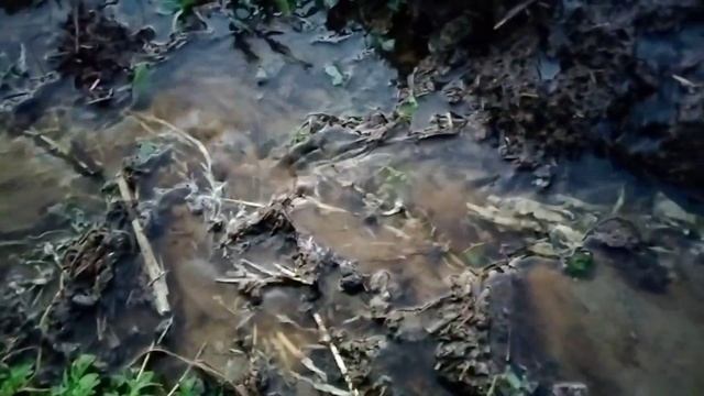 Биогумус кормы қалай жуылады? 8778 353 4913 (BAY QAZAQ) смотреть онлайн