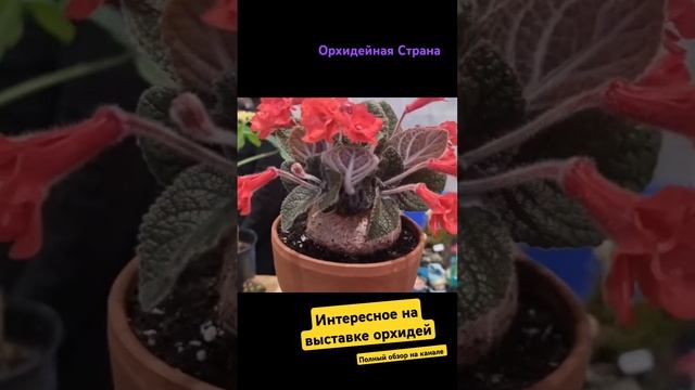 Глоксиния или Синнингия удивительное клубневое растение с сочными бархатистыми листьями смотреть онлайн