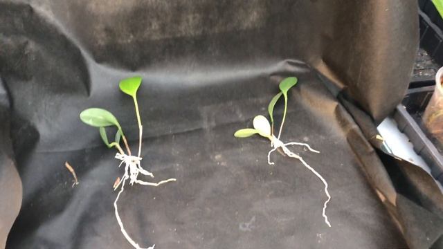 PLEUROTHALLIS RESTREPIOIDES CARE - An Orchid Rescue!