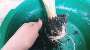 пересадка алоказии регал шилдс на фитиле.поиск клубней)