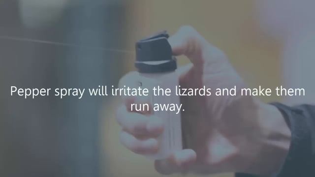 How to Get Rid of Lizards Permanently смотреть онлайн