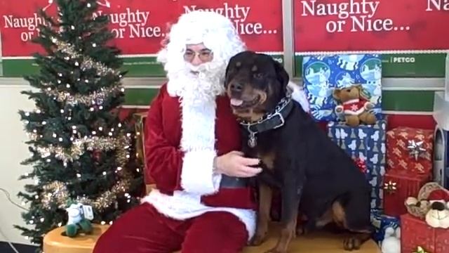 Ferris the Rottweiler and Santa Claus смотреть онлайн