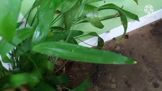 ว่านธรณีเย็น ร่มเย็นเป็นสุข สมุนไพรบำรุงกำลัง วรากรสมุนไพร โทร 0616498997 ไอดีไลน์ herbsddd смотреть онлайн