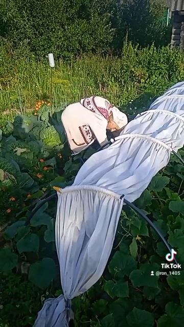 сбор огурцов смотреть онлайн