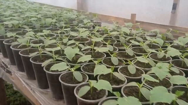 Работаем пока Работаится смотреть онлайн