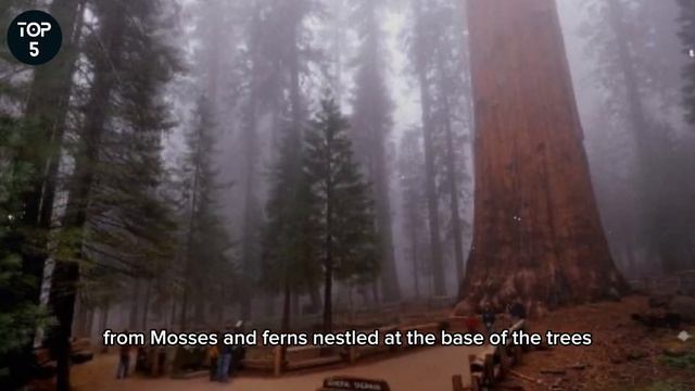 TOP 5 MOST WONDERFUL TREES IN THE WORLD смотреть онлайн