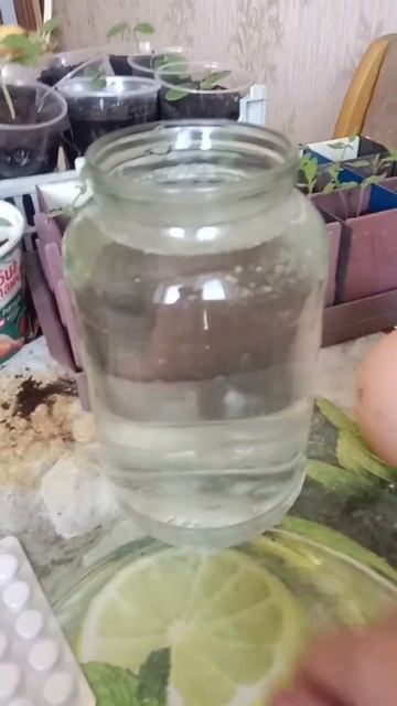 Рассада помидоры 🍅 огурцы , баклажаны 🍆 Подкормка #огород 16.03.2024 смотреть онлайн