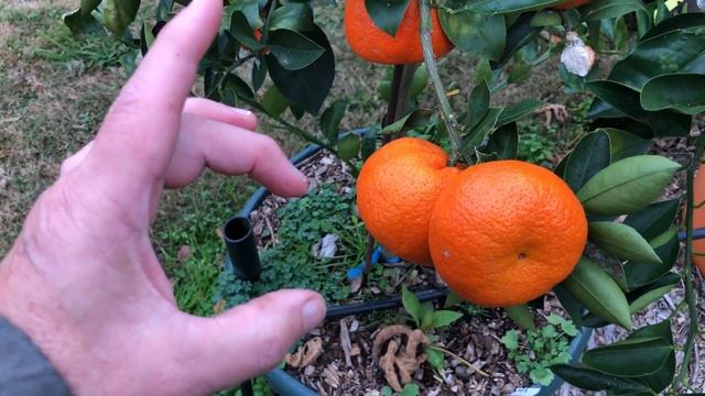 🍊GROWING ORANGES IN THE SOUTH 🍊 AND SOME GREAT ADVICE 🌳 SATSUMA ORANGES IN ZONE 8 смотреть онлайн