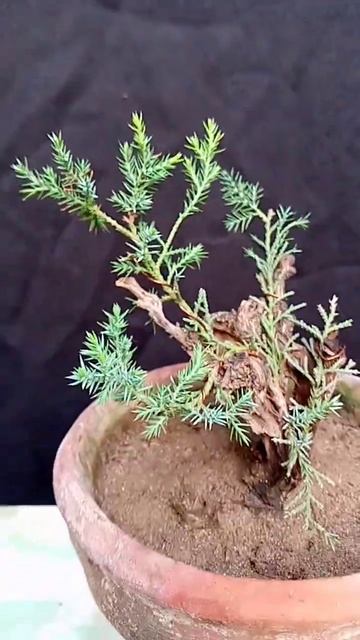 how to make Juniper bonsai tree #shortvideo #bonsaishorts 🌳 смотреть онлайн