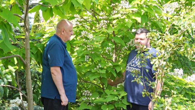 Ekspert radzi, jak pielęgnować surmię (katalpę). смотреть онлайн