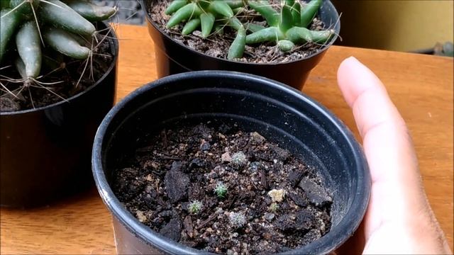 Feedback(atualização) Da Mammillaria Longimmama.