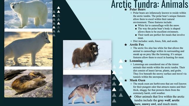 arctic tundra animals смотреть онлайн