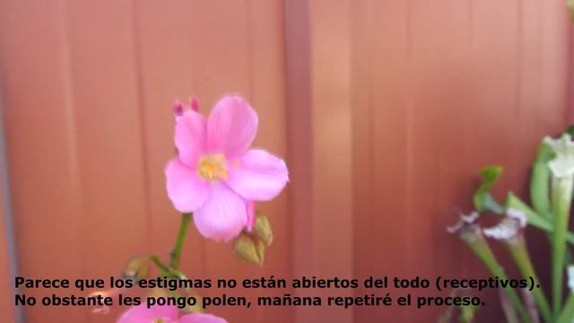 Drosera Regia. Polinización de la Reina смотреть онлайн