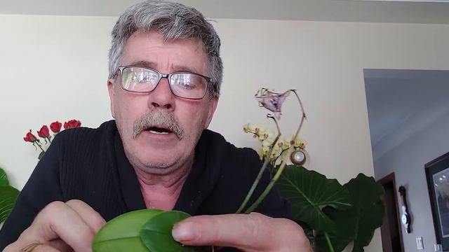 An Update and Transplanting another Mini Orchid! смотреть онлайн