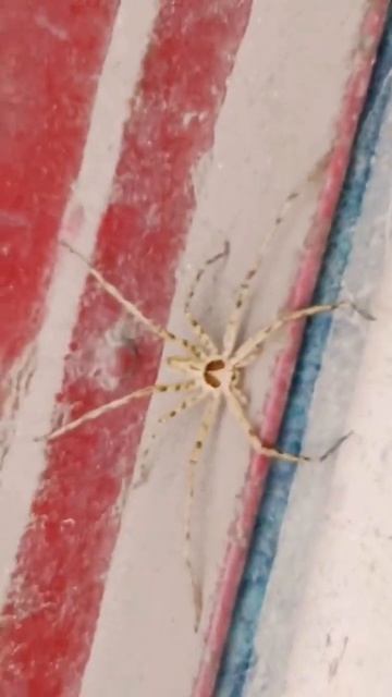 African tiger Wood spider 🕷️#tarentula#boni#shorts#youtube 😱😱 смотреть онлайн