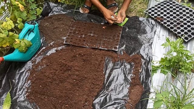 Mali Hybrid (F1)Shalini V/s East West Seed Encounter 962 (F1) Hybrids Cucumber 🥒🥒🥒🥒🥒🥒🥒🥒 смотреть онлайн