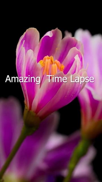 Beautiful Blooming Purple Color Flower Time Lapse #shorts 😍💜🌹🌿🌱🌷 смотреть онлайн