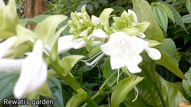 Complete Care Of Hosta/White Hosta Plants || 👌😲😍 Rewati's garden смотреть онлайн