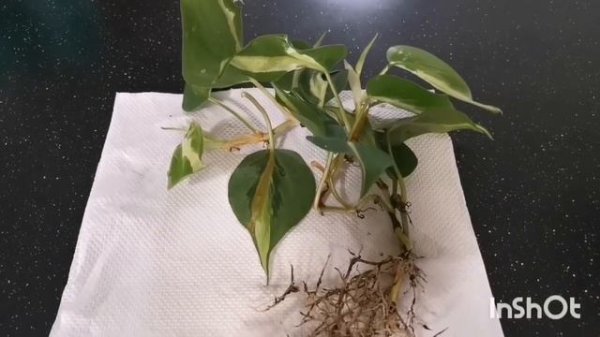 Philodendron Cream Splash - Why stable root system is so important for healthy plants