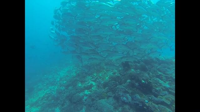 Scuba Diving Tomia смотреть онлайн