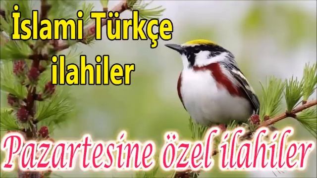İLAHİ DİNLE/ 💛Pazartesine Özel İlahiler İslami Türkçe İlahiler💛 смотреть онлайн