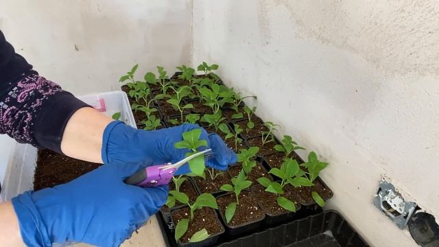 Пересадка и перечеренковка крупнолистной гортензии Эрли Роуз. смотреть онлайн