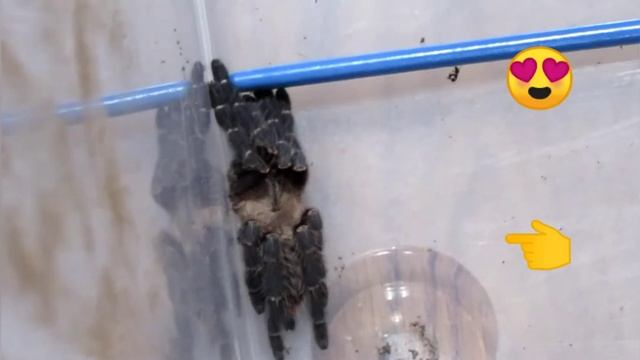 Cyriopagopus Hati Hati Rehouse 🤘