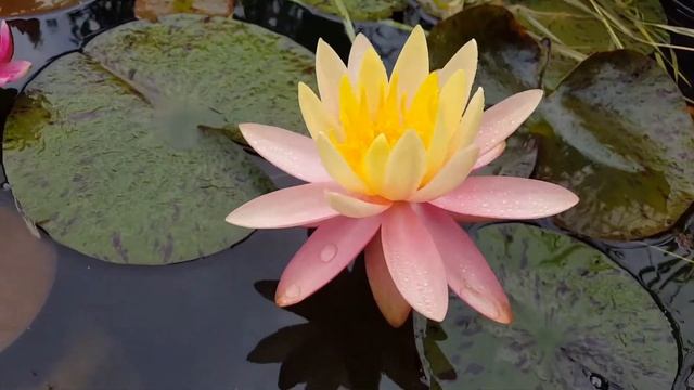 Nymphaea Pink Grapefruit(1день) , Wanvisa, Red Queen-2(первое цветение) смотреть онлайн