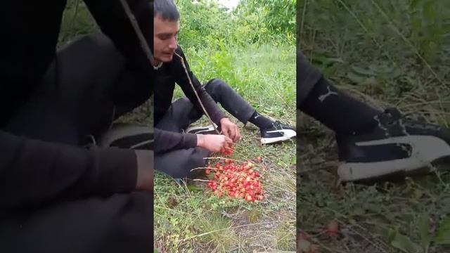 черешня китайка смотреть онлайн