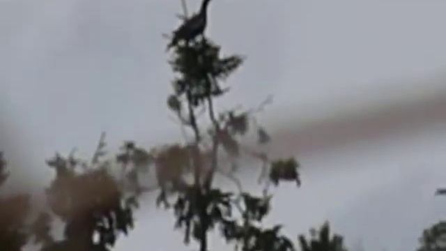 Глухарь смотреть онлайн